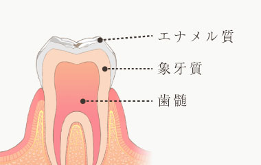 エナメル質・象牙質・歯髄